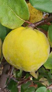 Cydonia oblonga Portugal Portugal Quince, a well-loved variety of fruiting quince producing large golden pear-shaped autumn fruits