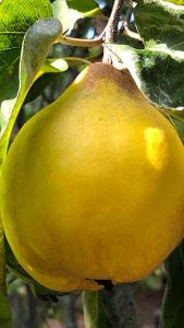 Cydonia Oblonga Vranja Quince trees, beautiful pink blossom and lots of large fruits - good for making quince jam and jelly. Buy Quince trees UK.