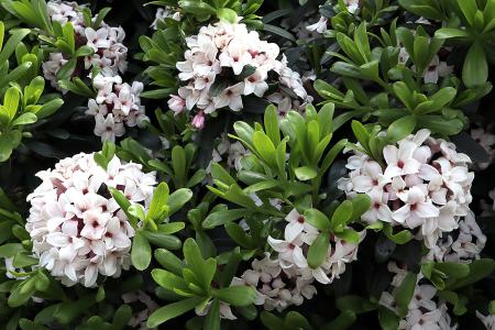 Daphne Transatlantica Eternal Fragrance shrubs for sale online UK delivery