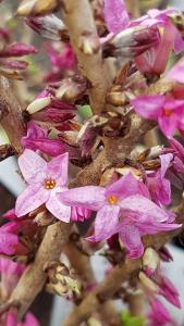 Daphne Mezereum close of of buds about to flower in March