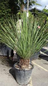 Dasylirion Serratifolium, Spiky and Succulents, UK