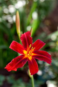 Hemerocallis Day Lily Crimson Pirate, exotic looking perennial flowers throughout the summer, buy online UK