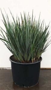 Dianella Revoluta Little Rev Blue Flax Lily Grass for Sale