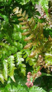 Dryopteris Erythrosora for sale online - London plant centre, UK