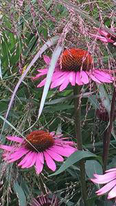 Rudbeckia Bravado also known as Coneflower Bravado. Echinacea bravado perennials for sale online UK