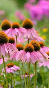 Echinacea Purpurea Prairie Splendor Purple Coneflower perennial for sale online with UK delivery.