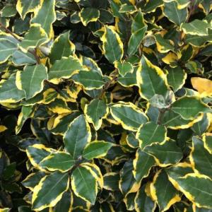 Elaeagnus ebbingei Viveleg Oleaster evergreen shrub with variegated foliage