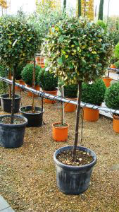 Eleagnus Ebbingei as a Lollipop topiary tree for sale in London and online from Oleaster topiary stockists, UK