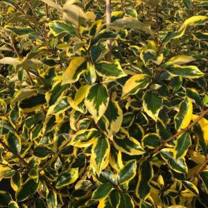 Eleagnus Gilt Edge evergreen shrub with variegated foliage