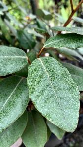 Elaeagnus X Ebbingei Espalier Frame, Half Standard Trees with clear stem, for sale at our London nursery UK