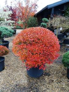 Enkianthus Perulatus showing off its stunning autumn colour