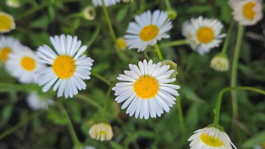 Erigeron karvinskianus Mexican daisy with small white and pink daisy like flowers