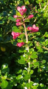 Escallonia Apple Blossom flowering evergreen hedging plants for sale UK