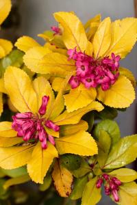 Escallonia Laevis Gold Ellen, showing golden leaves and pink flowers, buy online UK