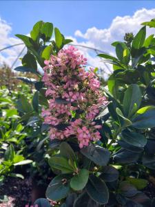 Escallonia laevis Pink Elle evergreen shrub with pink flowers