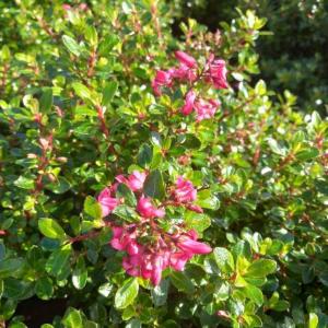 Escallonia Red Dream evergreen shrub with red flowers