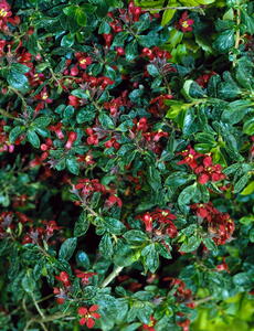 Escallona Red Elf evergreen flowering hedging that is perfect for coastal areas. Buy online UK delivery