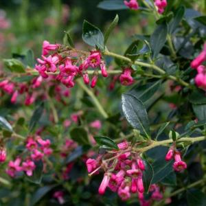 Escallonia rubra macrantha evergreen shrub with pink flowers