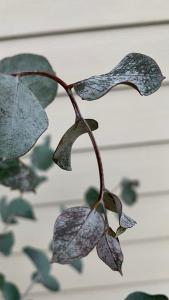 Eucalyptus Glaucescens, Evergreen Trees, London UK - Paramount, Tree Nursery UK & online shop.