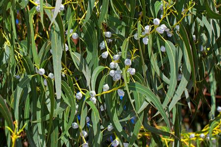 Foliage detail of Standard Eucalyptus Trees of Variety Eucalyptus Globulus, for sale online with UK delivery