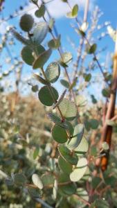 Eucalyptus Gunnii Azura, beautiful soft grey/blue evergreen foliage, compact form and very hardy, this is a must have Eucalyptus, buy online UK.