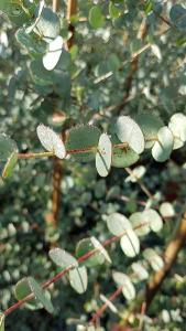 Pleached Eucalyptus Trees