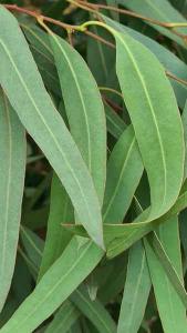 Eucalyptus Camaldulensis Rostrata or Red River Gum Tree