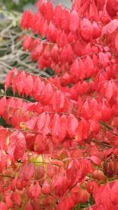 Euonymus alatus compactus, Shrubs, UK