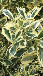 Euonymus Japonicus Bravo, variegated, evergreen hedging plant for sale UK delivery.