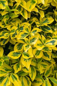 Euonymus Fortunei Emerald and Gold, variegated hedging shrub for sale online UK