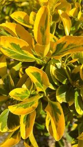 Euonymus Japonicus Elegantissimus Aureus or Golden Japanese Spindle