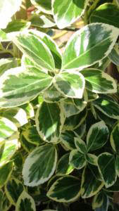 Euonymus Japonicus President Gauthier