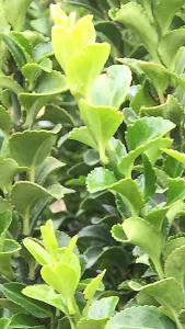 Euonymus Jean Hugues, evergreen shrubs for low hedging, for sale online, to buy UK