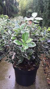 Euonymus Japonicus Kathy, evergreen shrub to buy online UK