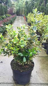 Euonymus Japonicus Marieke, buy online with UK delivery from our London nursery