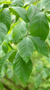 Fagus Orientalis Iskander Oriental Beech Tree, foliage detail, buy Fagus Orientalis online UK