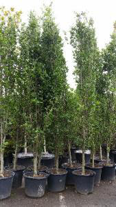 Fagus Sylvatica Dawyck or Fastigiate Beech available to buy online UK delivery.