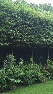 Fagus Sylvatica Pleached Beech Trees - excellent quality rootball trees at great prices, perfect for screening above a fence or wall, buy UK.