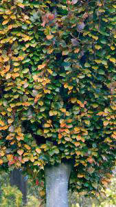 Fagus Sylvatica Red Obelisk Beech Trees, fastigiate compact trees for sale online with UK delivery.