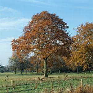 Fagus Sylvatica Full Standard Beech Trees, beech trees with a single clear stem, trees are to buy online from our UK nursery.