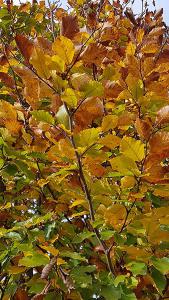 Fagus Sylvatica or Common Beech Hedging for sale Online UK