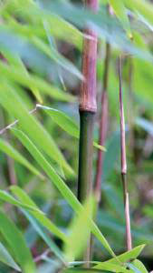 Fargesia Nitida Sichuan is also known as Green Dragon Bamboo or Fargesia Sichuan Bamboo, for sale online with UK delivery