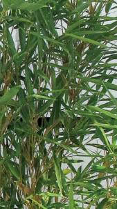 Fargesia Robusta Campbell also known as Campbell Bamboo, perfect for screening, hedging and creating privacy