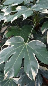 Fatsia Japonica Variegated, Shrubs specialist nursery buy online,UK