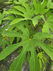 Fatsia Polycarpa Green Fingers showing dramatic foliage detail, buy online UK delivery