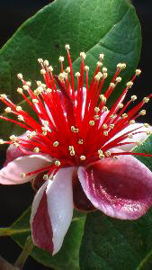 Feijoa Sellowiana or Acca Sellowiana Evergreen Shrub for sale at Paramount Plants and Gardens, North London, UK