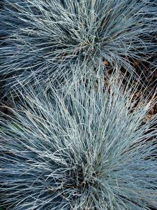 Blue Festuca Glauca ornamental grass, showing blue grey foliage for sale online UK