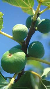 Ficus Carica Dalmatien or Dalmatian Fig Trees