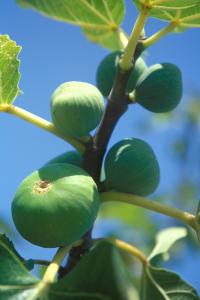 Ficus Carica Dalmatien or Dalmatian Fig Trees for UK climate, plentiful Fig fruits, buy online UK delivery