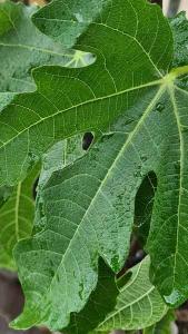 Ficus Carica Madeleine des Deux Saisons or Madeleine Fig Tree